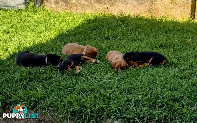 Foxy x cavalier king Charles