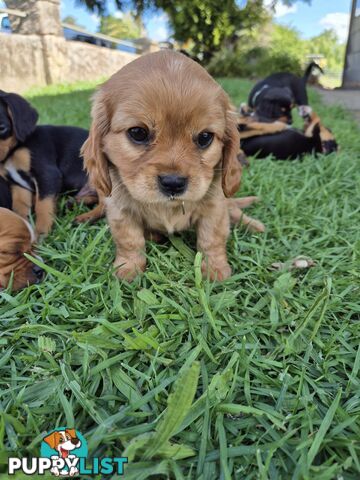 Foxy x cavalier king Charles