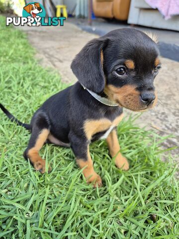 Foxy x cavalier king Charles