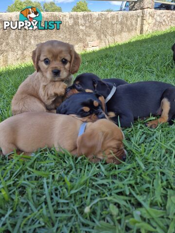 Foxy x cavalier king Charles