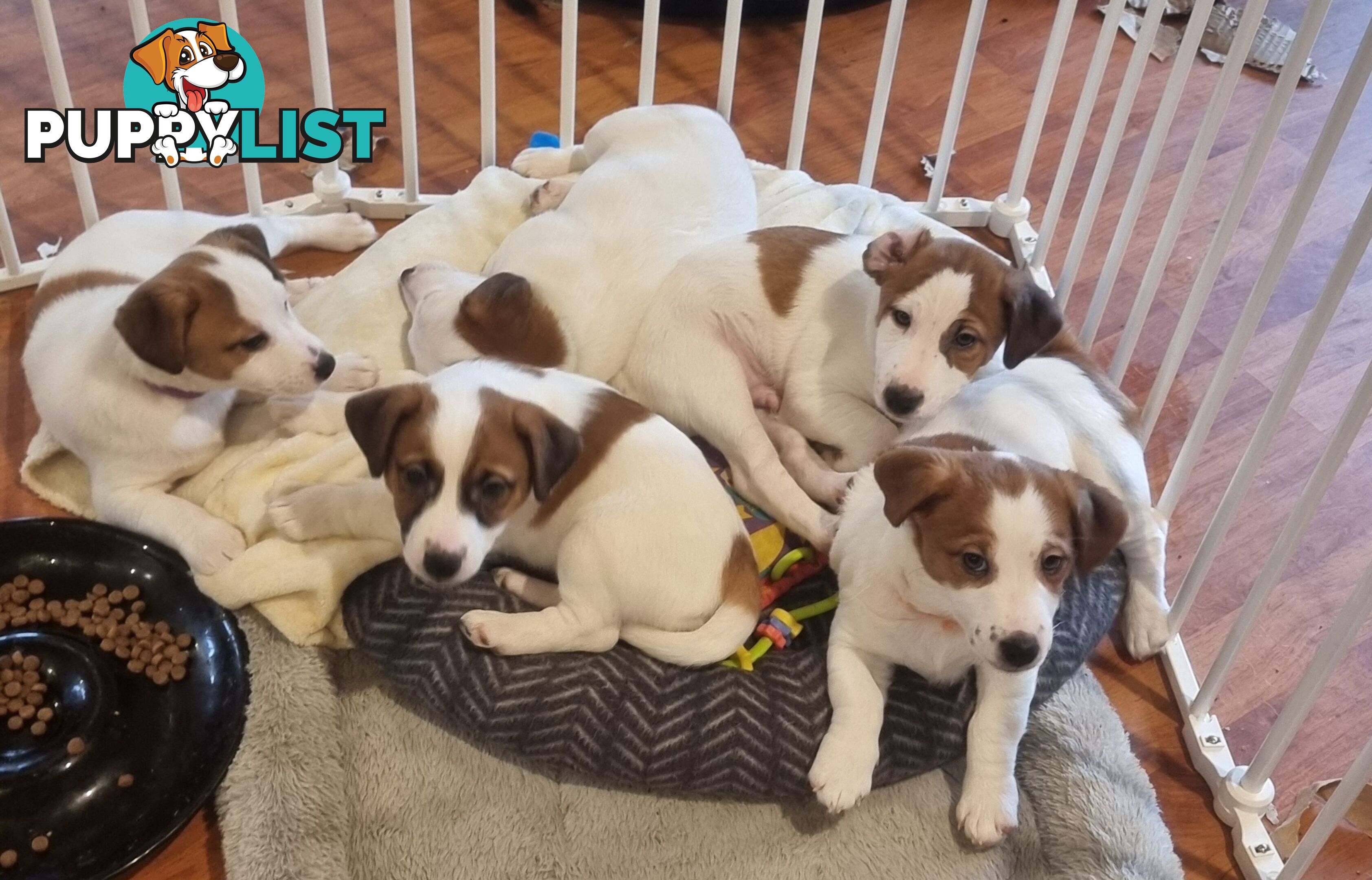 Pedigree Jack Russell Terriors