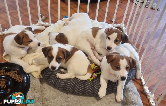 Pedigree Jack Russell Terriors