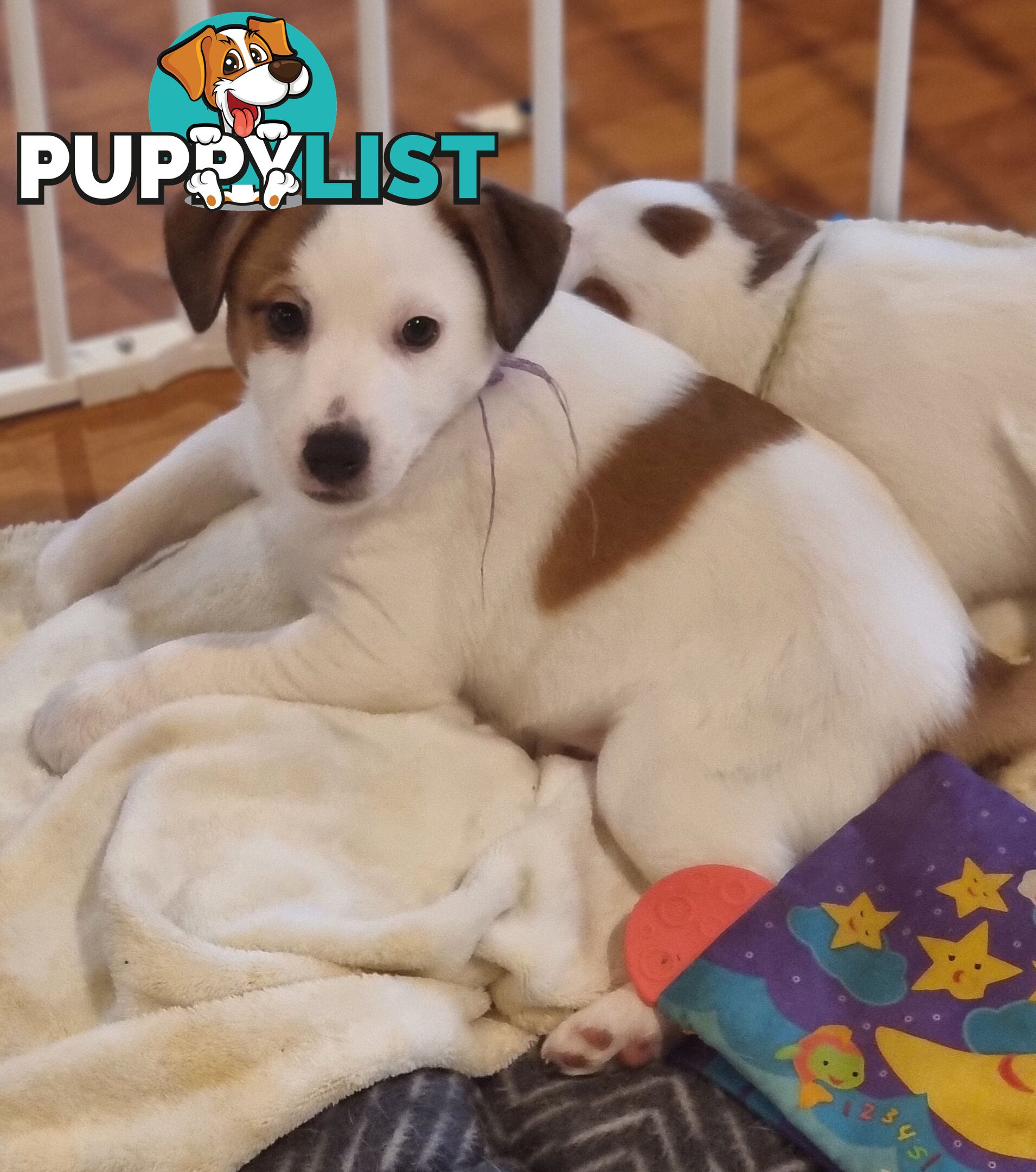 Pedigree Jack Russell Terriors