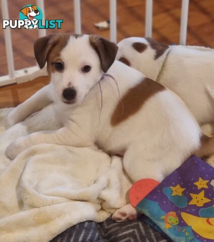 Pedigree Jack Russell Terriors