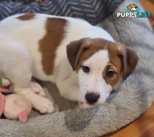 Pedigree Jack Russell Terriors