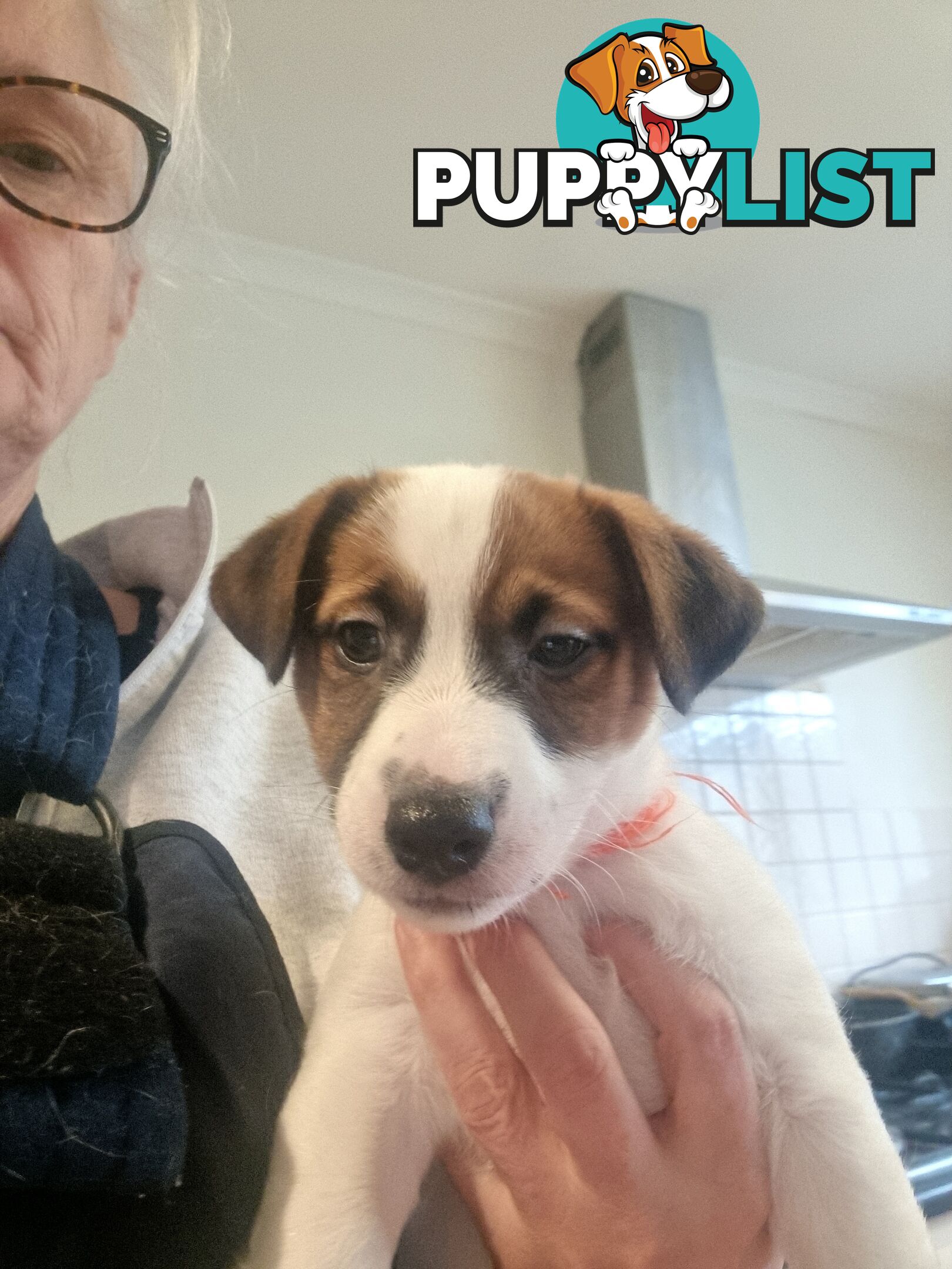 Pedigree Jack Russell Terriors