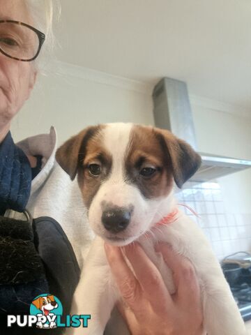 Pedigree Jack Russell Terriors