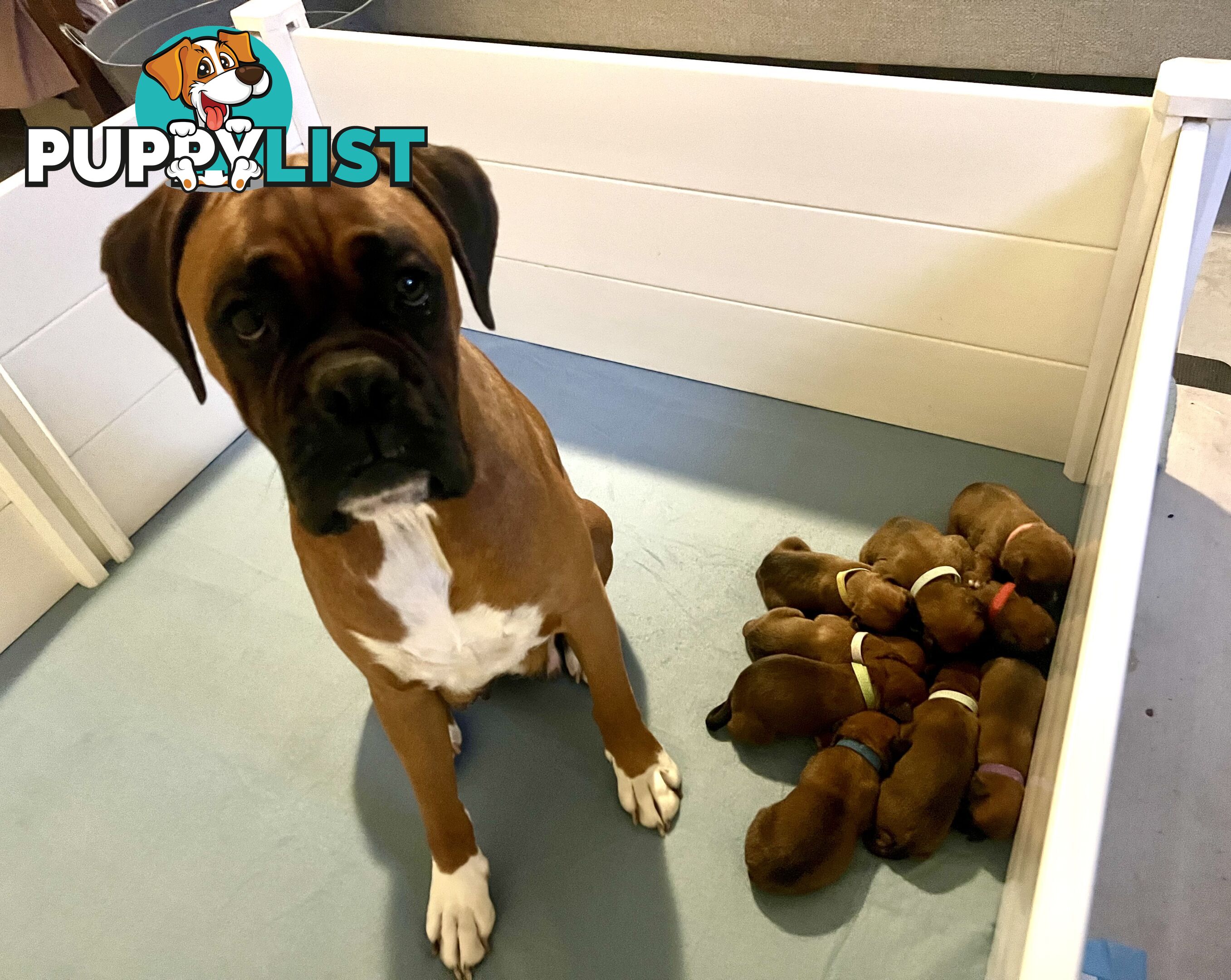 Purebred Boxer puppies