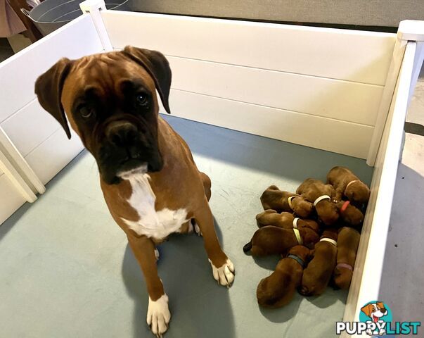 Purebred Boxer puppies