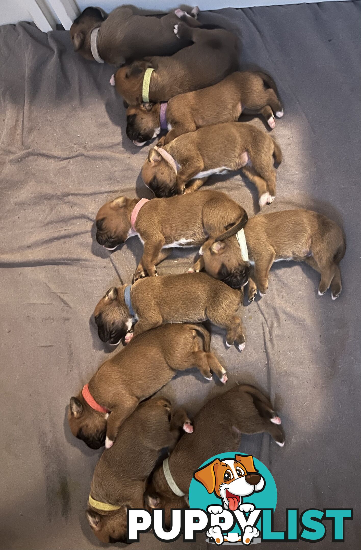 Purebred Boxer puppies