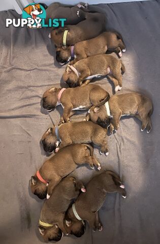 Purebred Boxer puppies