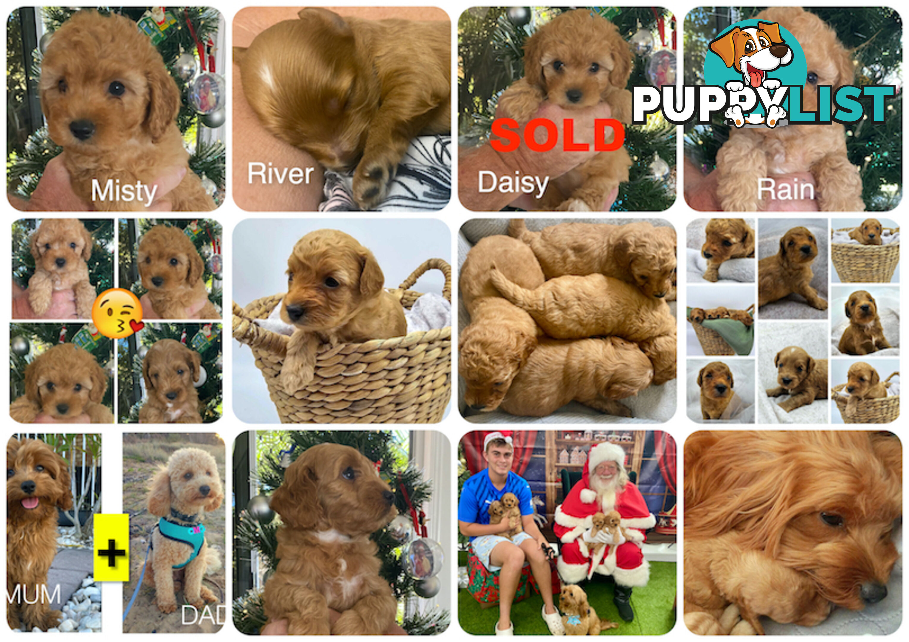 F1B Toy Cavoodle - ONE precious little boy left now