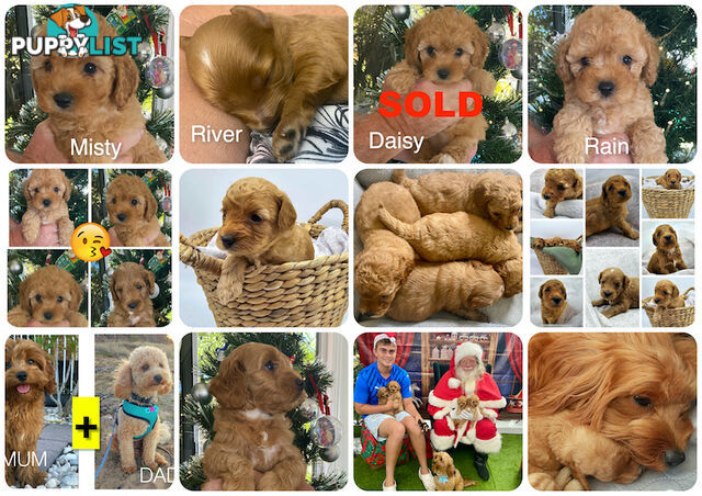 F1B Toy Cavoodle - ONE precious little boy left now