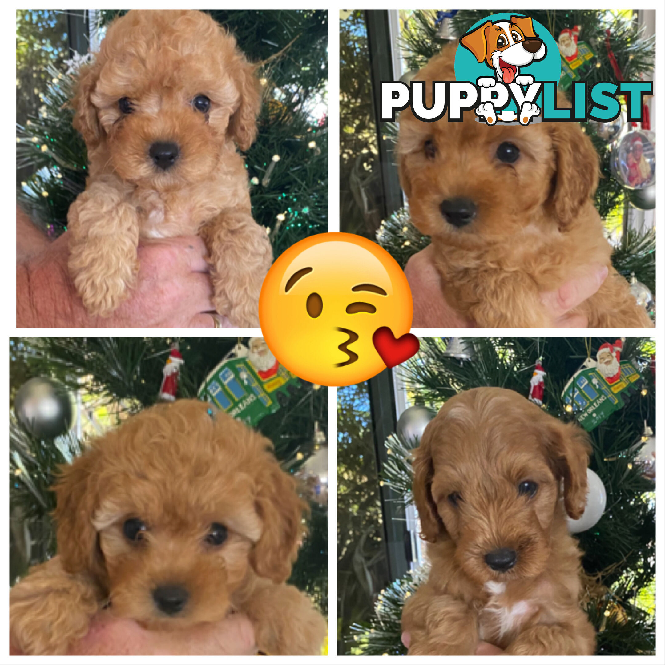 F1B Toy Cavoodle - ONE precious little boy left now