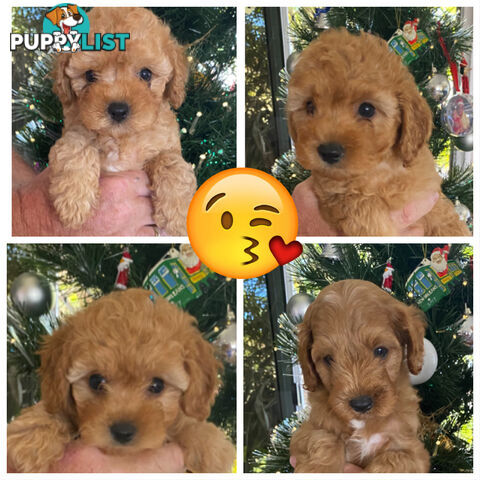 F1B Toy Cavoodle - ONE precious little boy left now