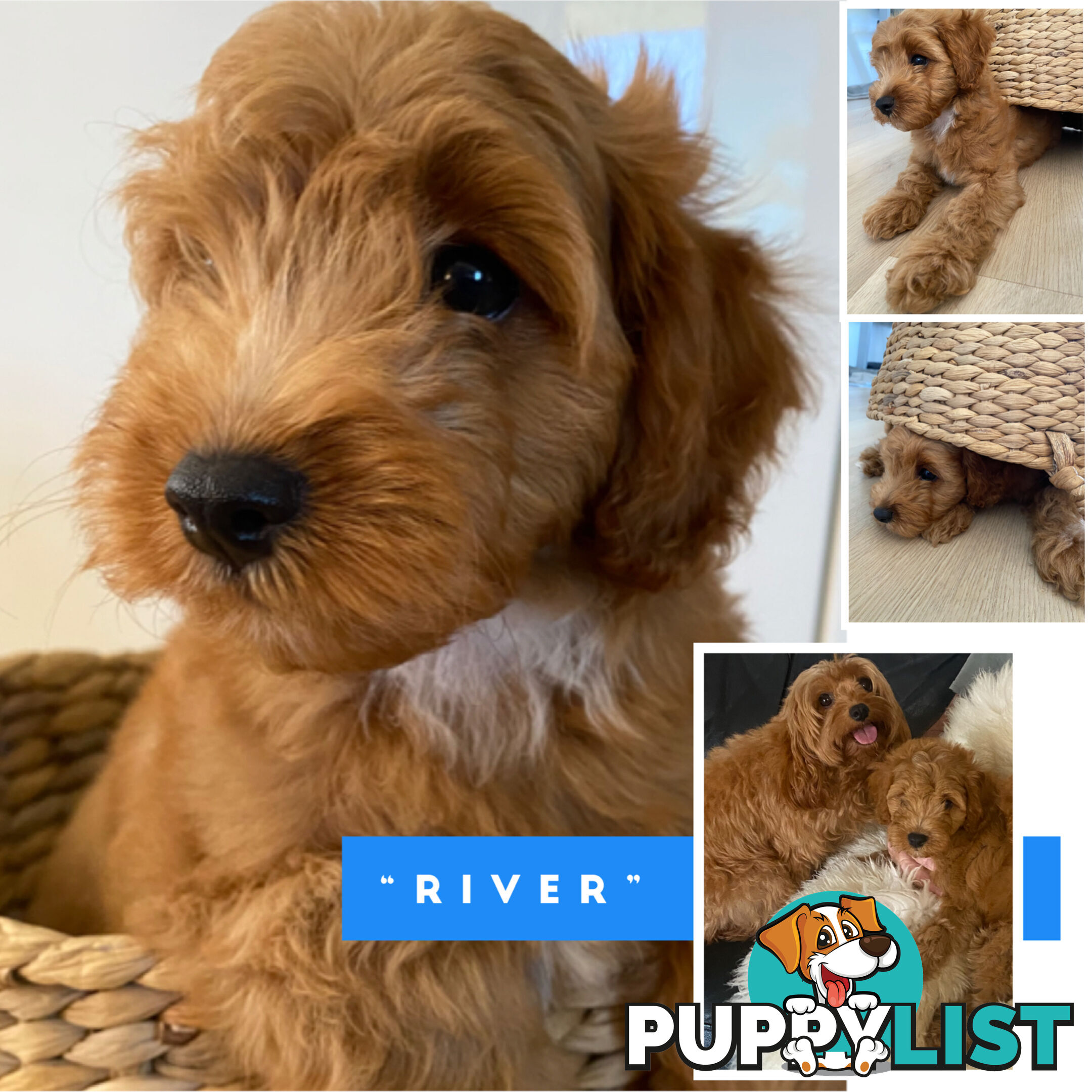 F1B Toy Cavoodle - ONE precious little boy left now