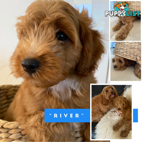 F1B Toy Cavoodle - ONE precious little boy left now