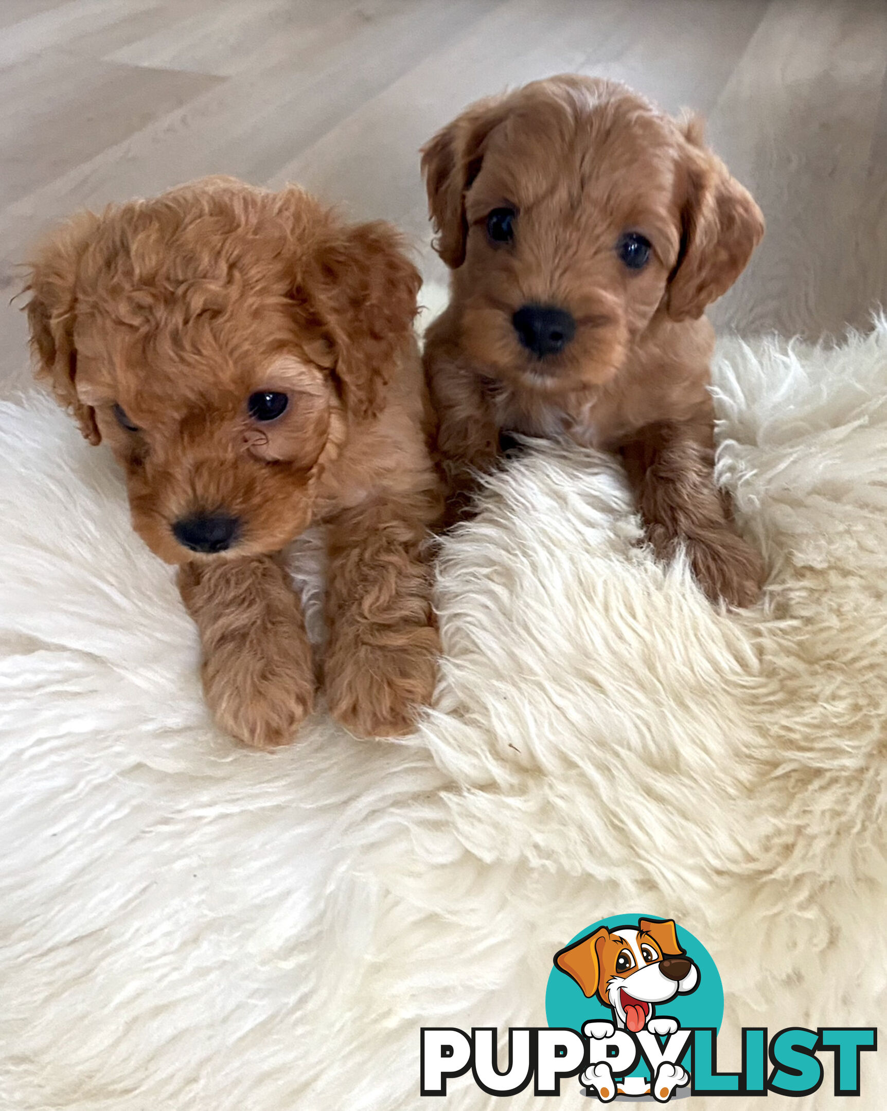 F1B Toy Cavoodles - Sooo Precious (2x Girls &amp;amp; 2x Boys)