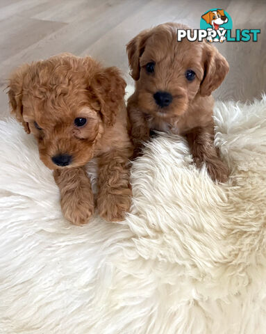 F1B Toy Cavoodles - Sooo Precious (2x Girls &amp;amp; 2x Boys)