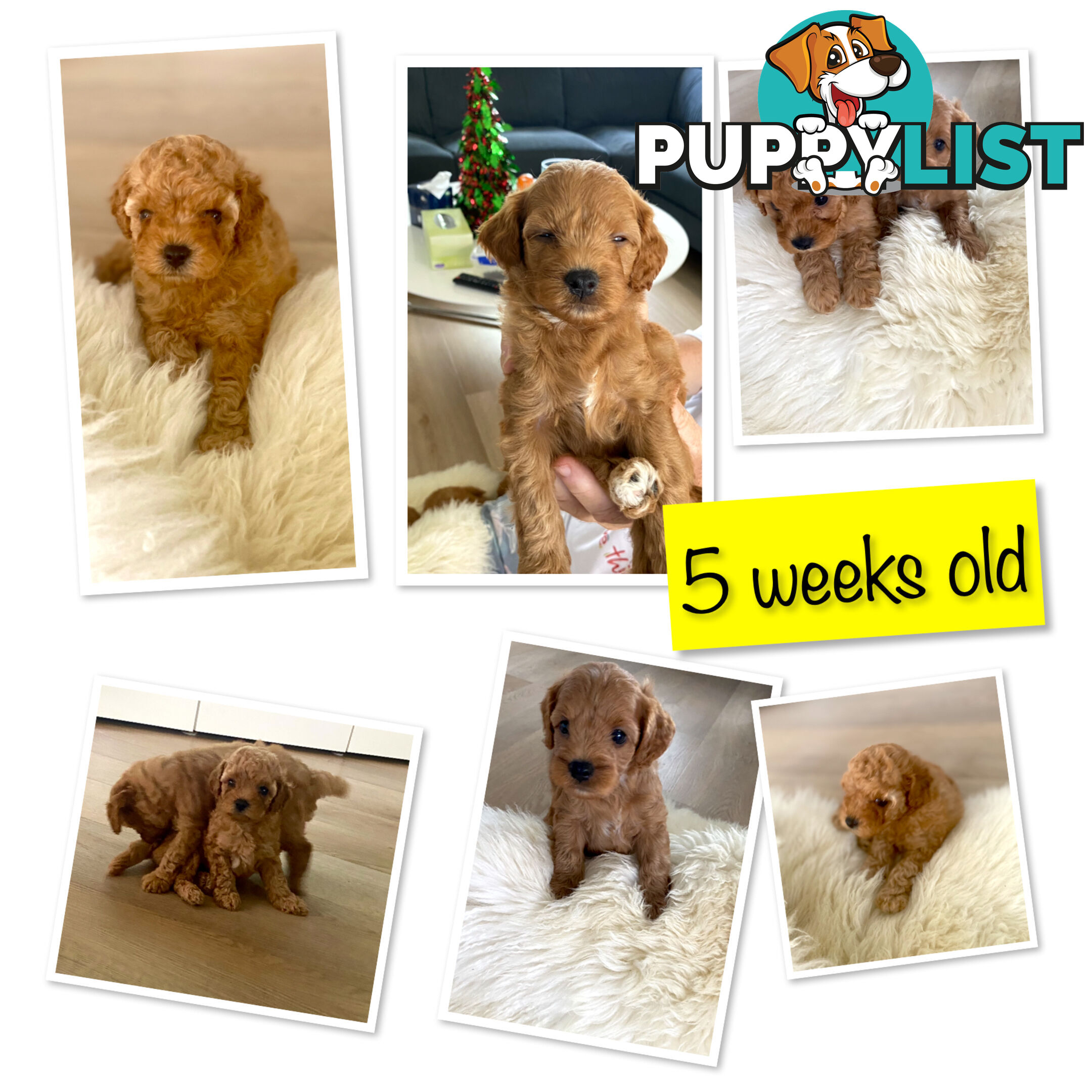 F1B Toy Cavoodles - Sooo Precious (2x Girls &amp;amp; 2x Boys)