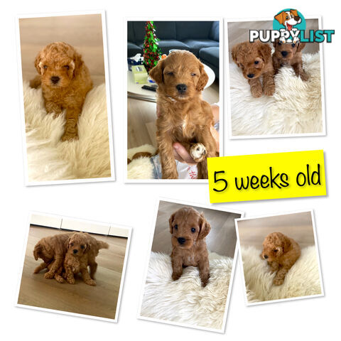 F1B Toy Cavoodles - Sooo Precious (2x Girls &amp;amp; 2x Boys)