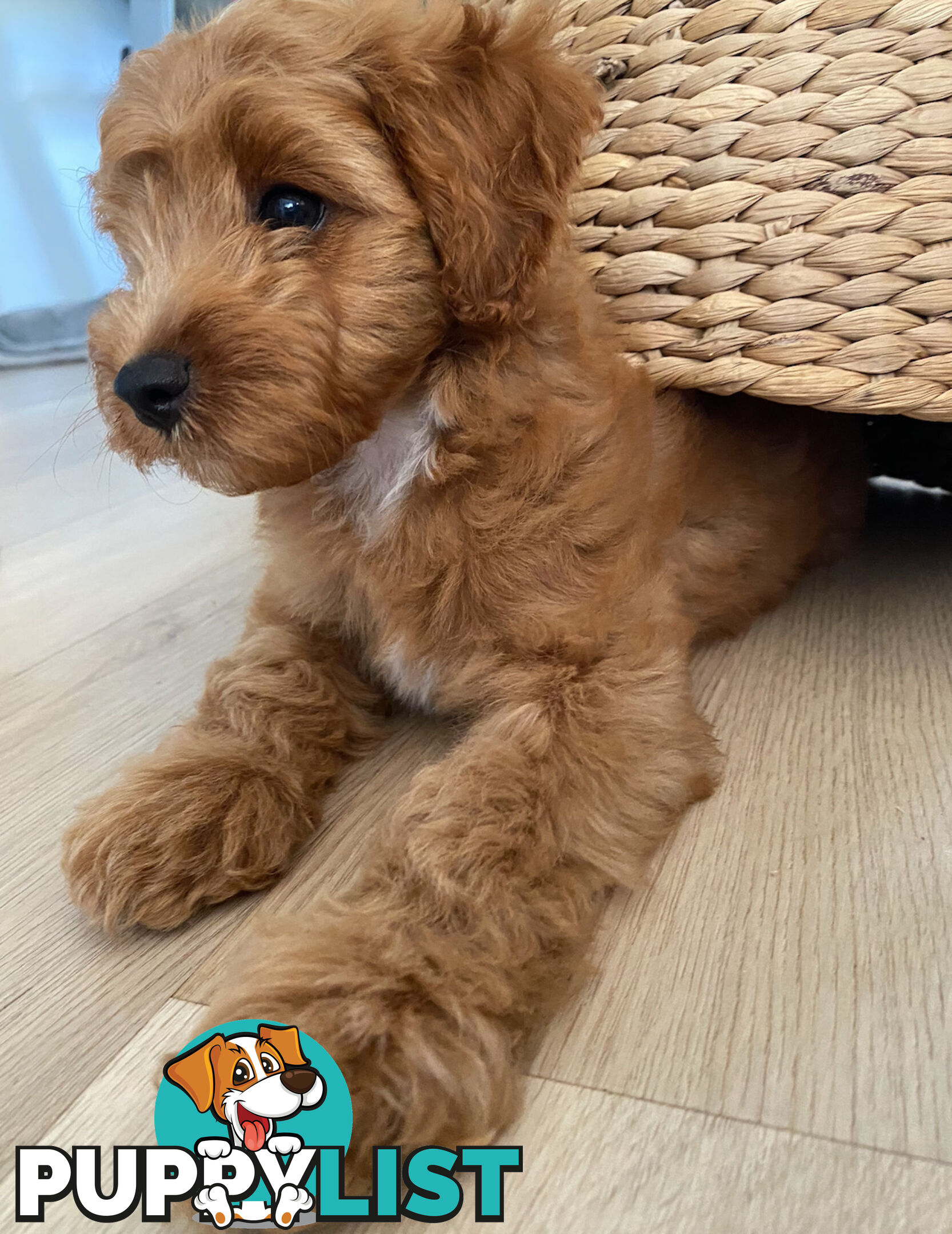 F1B Toy Cavoodle - ONE precious little boy left now