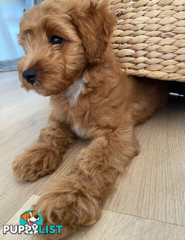 F1B Toy Cavoodle - ONE precious little boy left now