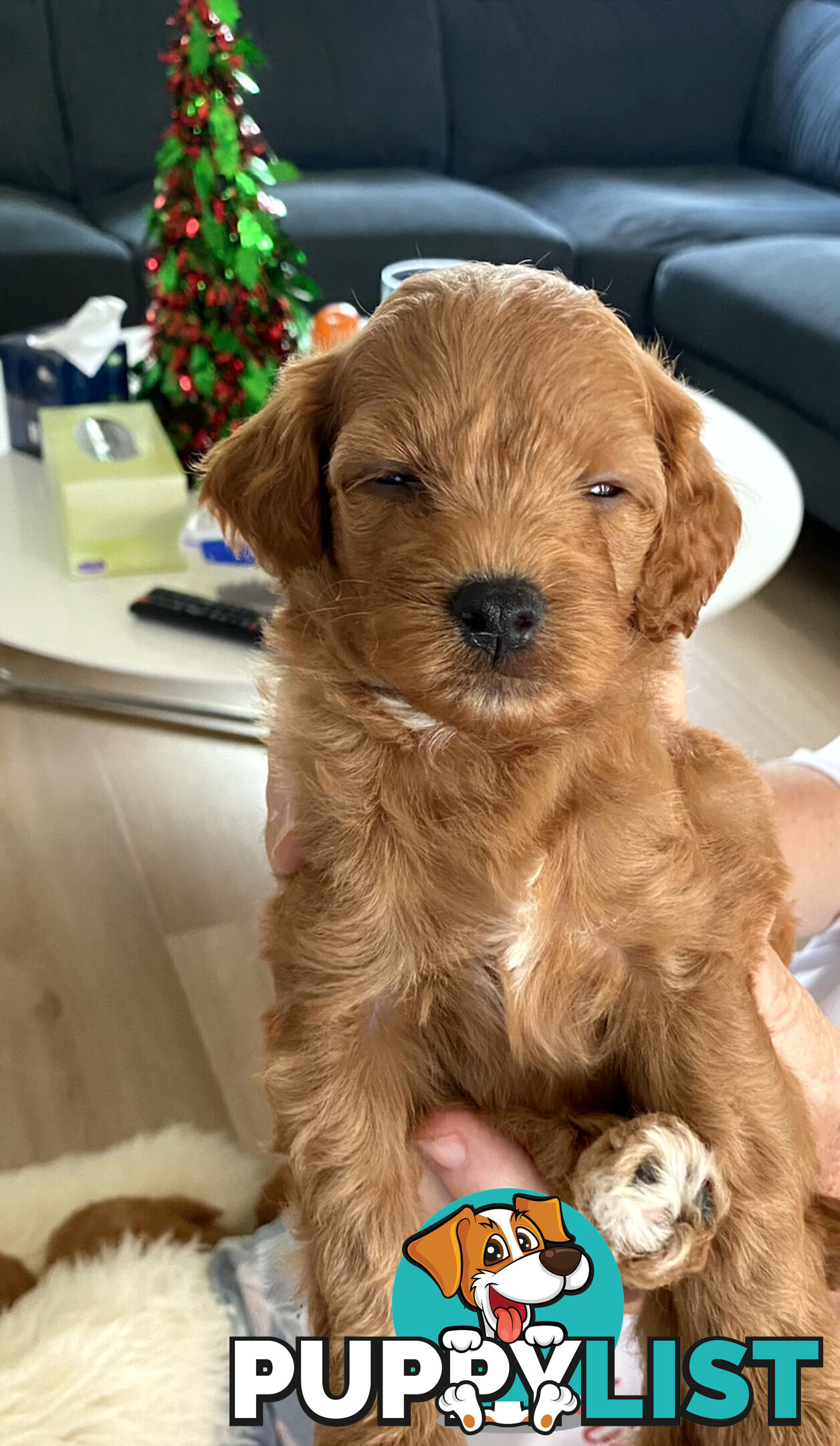 F1B Toy Cavoodles - Sooo Precious (2x Girls &amp;amp; 2x Boys)