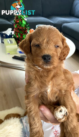 F1B Toy Cavoodles - Sooo Precious (2x Girls &amp;amp; 2x Boys)