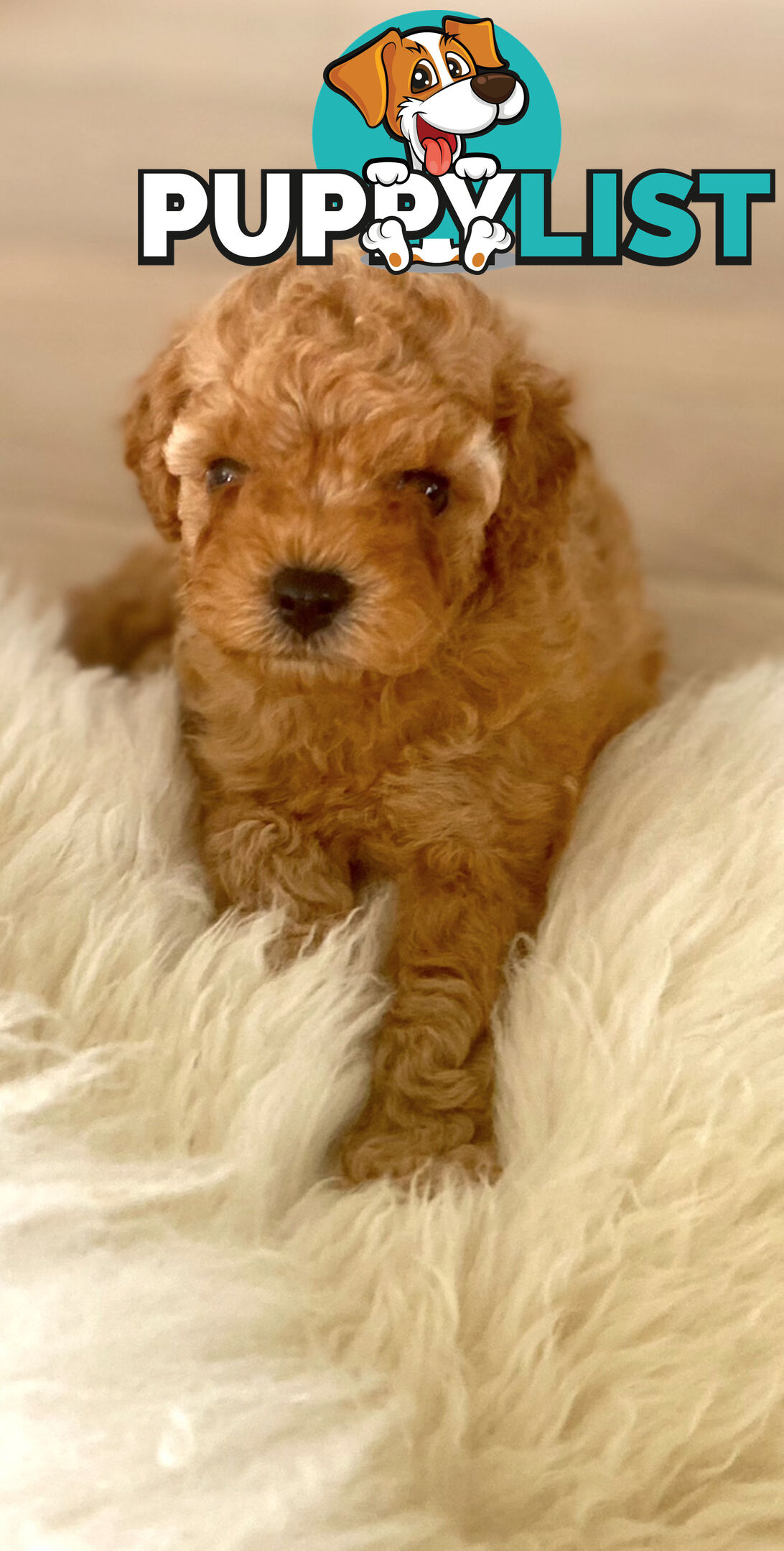 F1B Toy Cavoodles - Sooo Precious (2x Girls &amp;amp; 2x Boys)