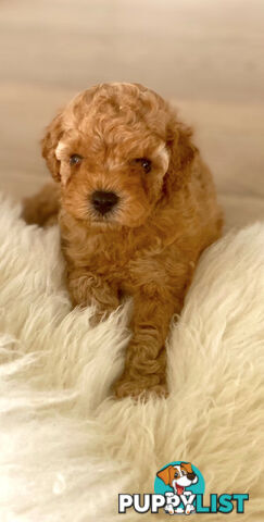 F1B Toy Cavoodles - Sooo Precious (2x Girls &amp;amp; 2x Boys)