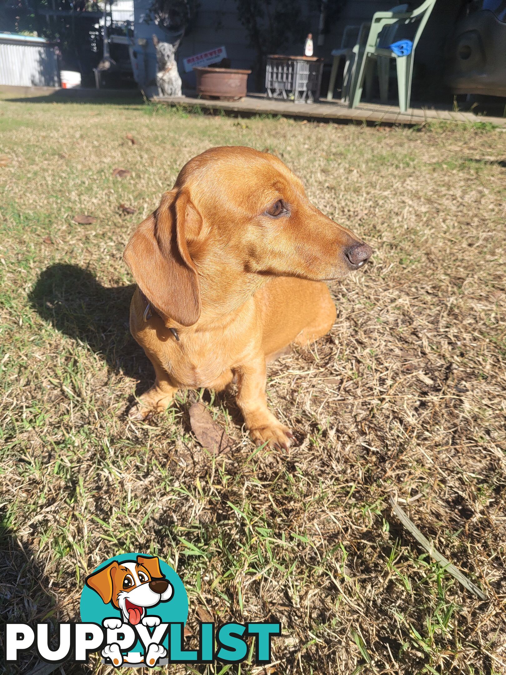🐶 RARE Blonde Mini Dachshund x Toy Poodle Puppies – Ready Now! 🏡
