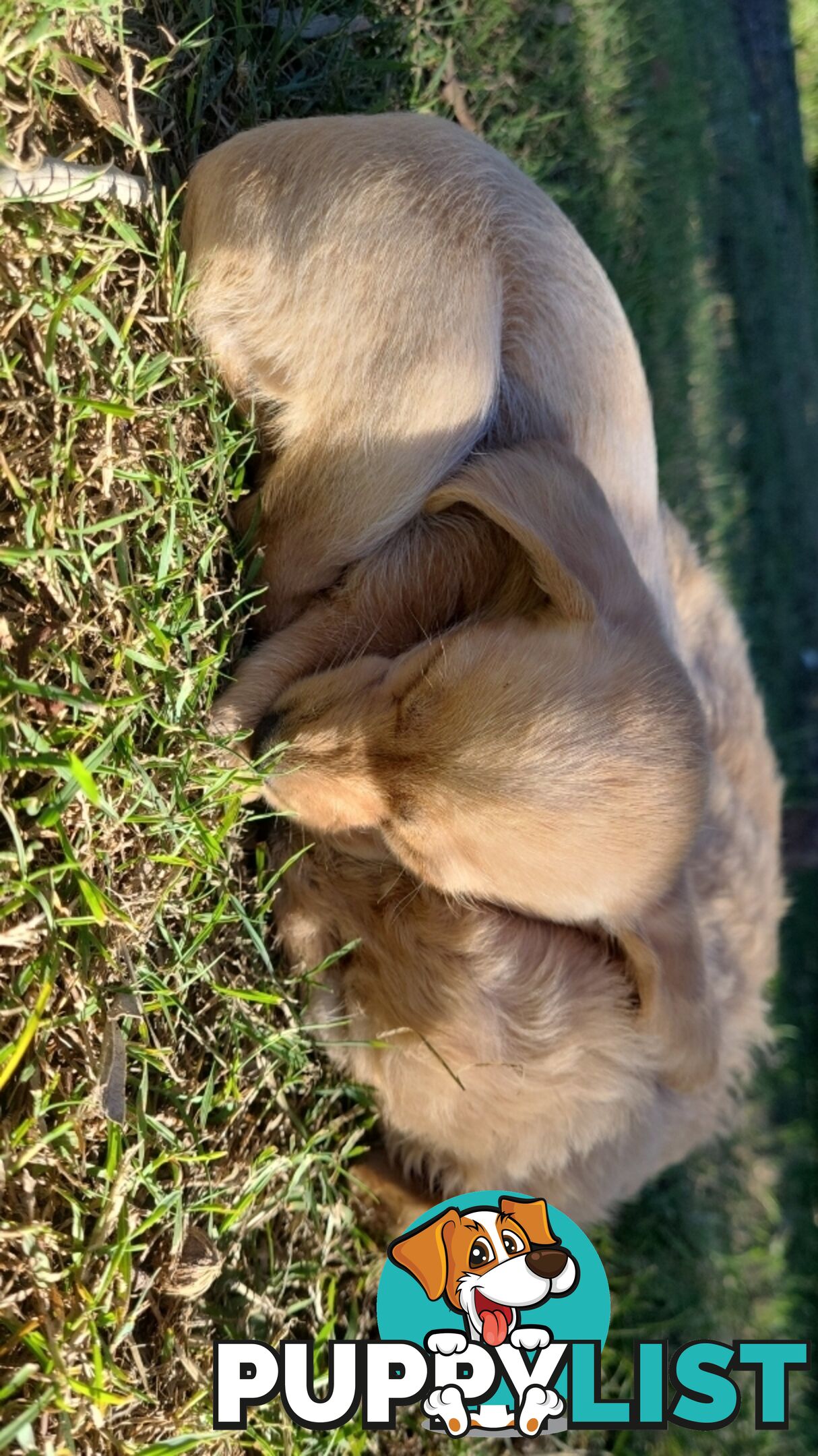 🐶 RARE Blonde Mini Dachshund x Toy Poodle Puppies – Ready Now! 🏡