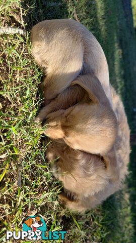 🐶 RARE Blonde Mini Dachshund x Toy Poodle Puppies – Ready Now! 🏡