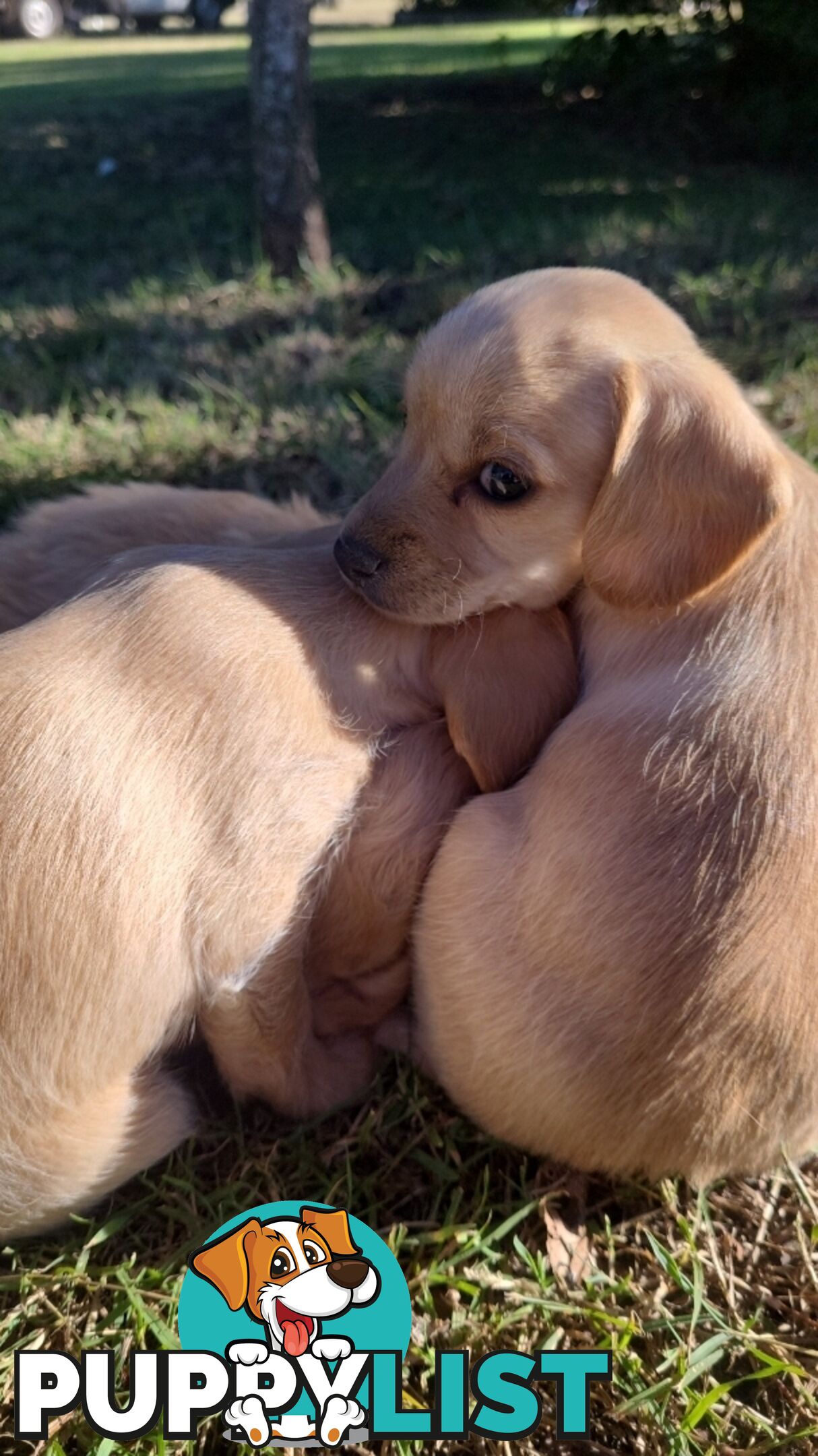 🐶 RARE Blonde Mini Dachshund x Toy Poodle Puppies – Ready Now! 🏡