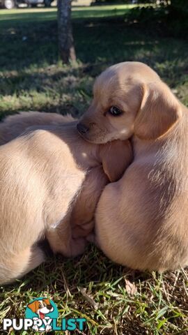 🐶 RARE Blonde Mini Dachshund x Toy Poodle Puppies – Ready Now! 🏡