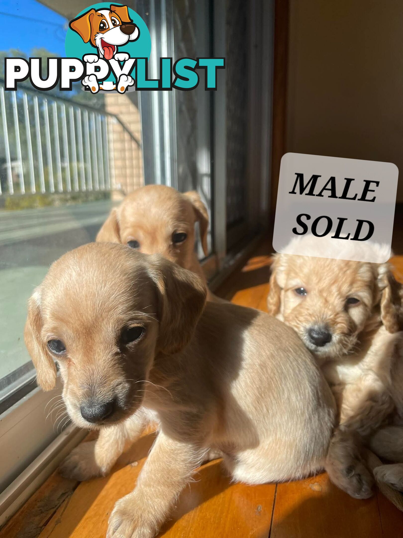 🐶 RARE Blonde Mini Dachshund x Toy Poodle Puppies – Ready Now! 🏡