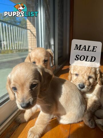 🐶 RARE Blonde Mini Dachshund x Toy Poodle Puppies – Ready Now! 🏡