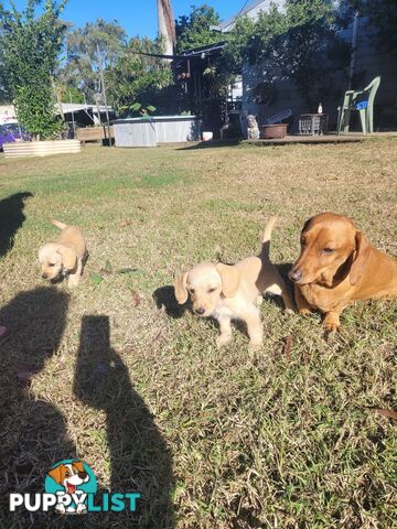 🐶 RARE Blonde Mini Dachshund x Toy Poodle Puppies – Ready Now! 🏡