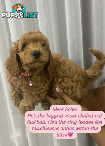 Purebred Mini Poodles pups