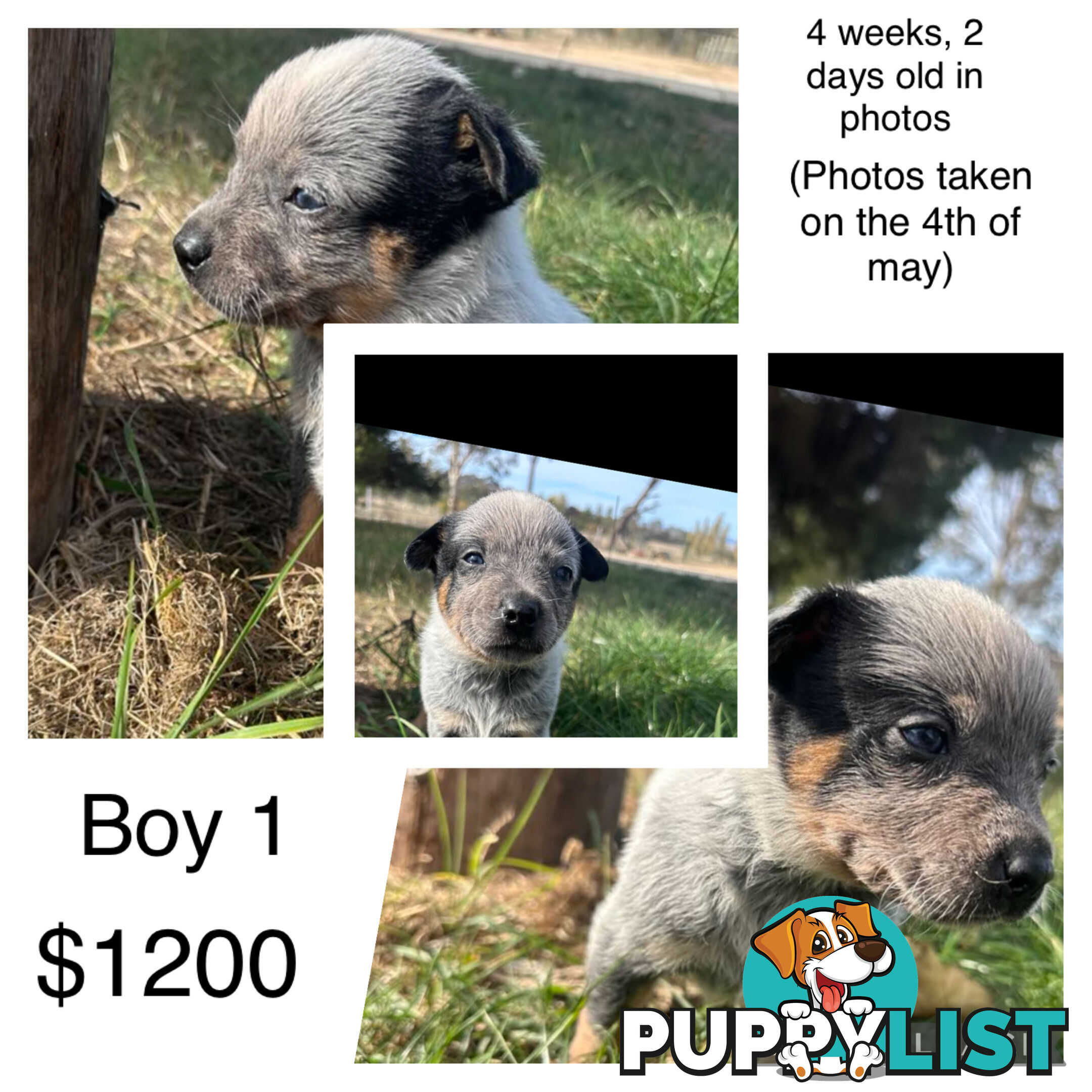 Blue heeler puppies