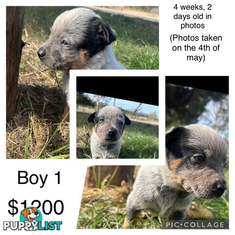 Blue heeler puppies