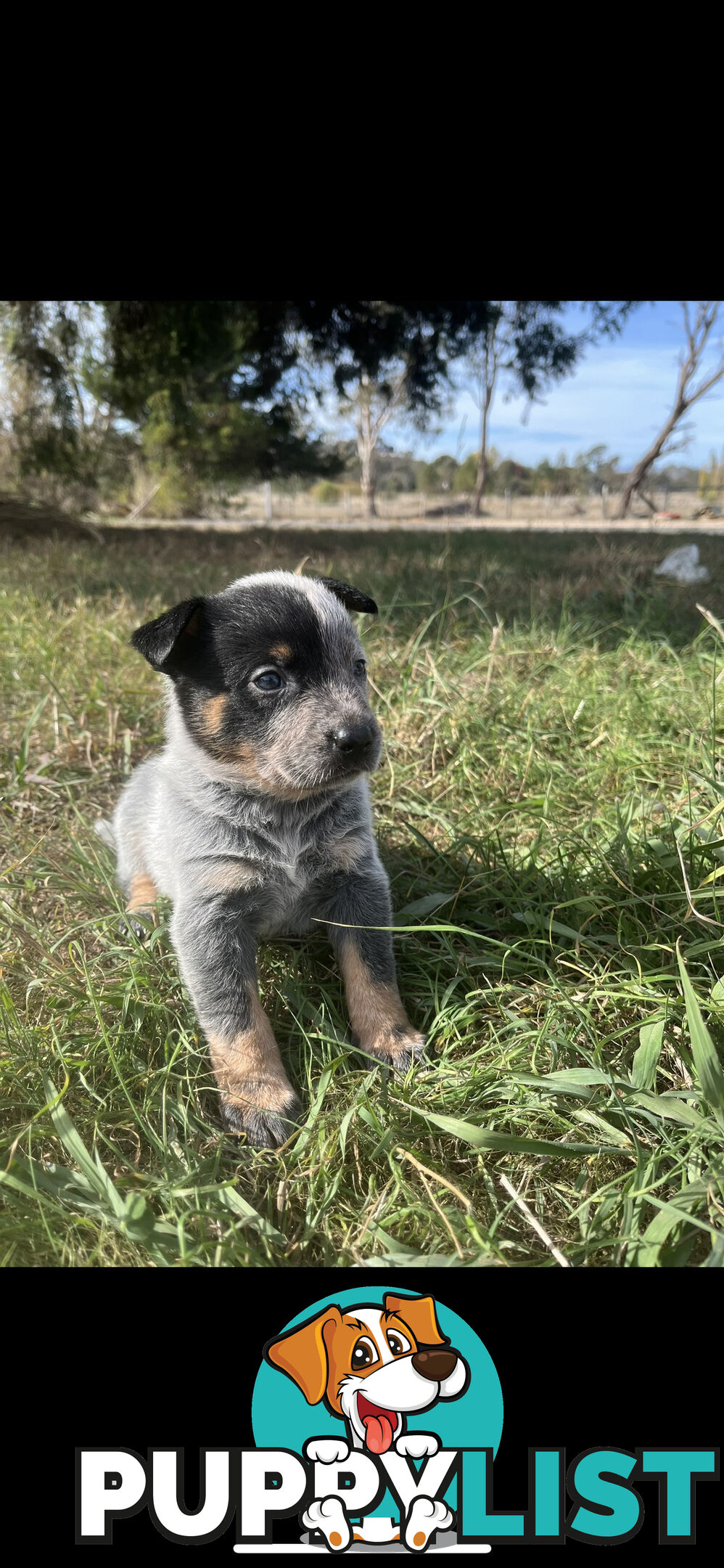 Blue heeler puppies
