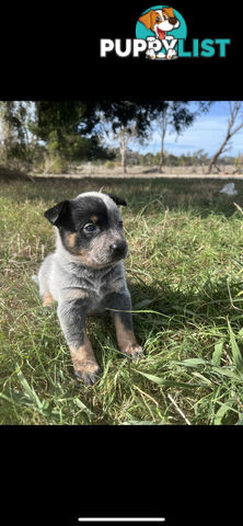 Blue heeler puppies
