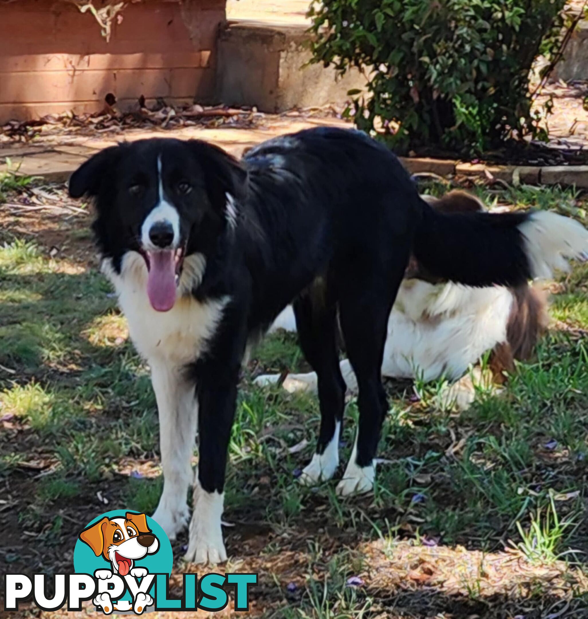 PUREBRED BORDER COLLIE PUPS