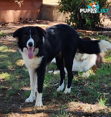 PUREBRED BORDER COLLIE PUPS