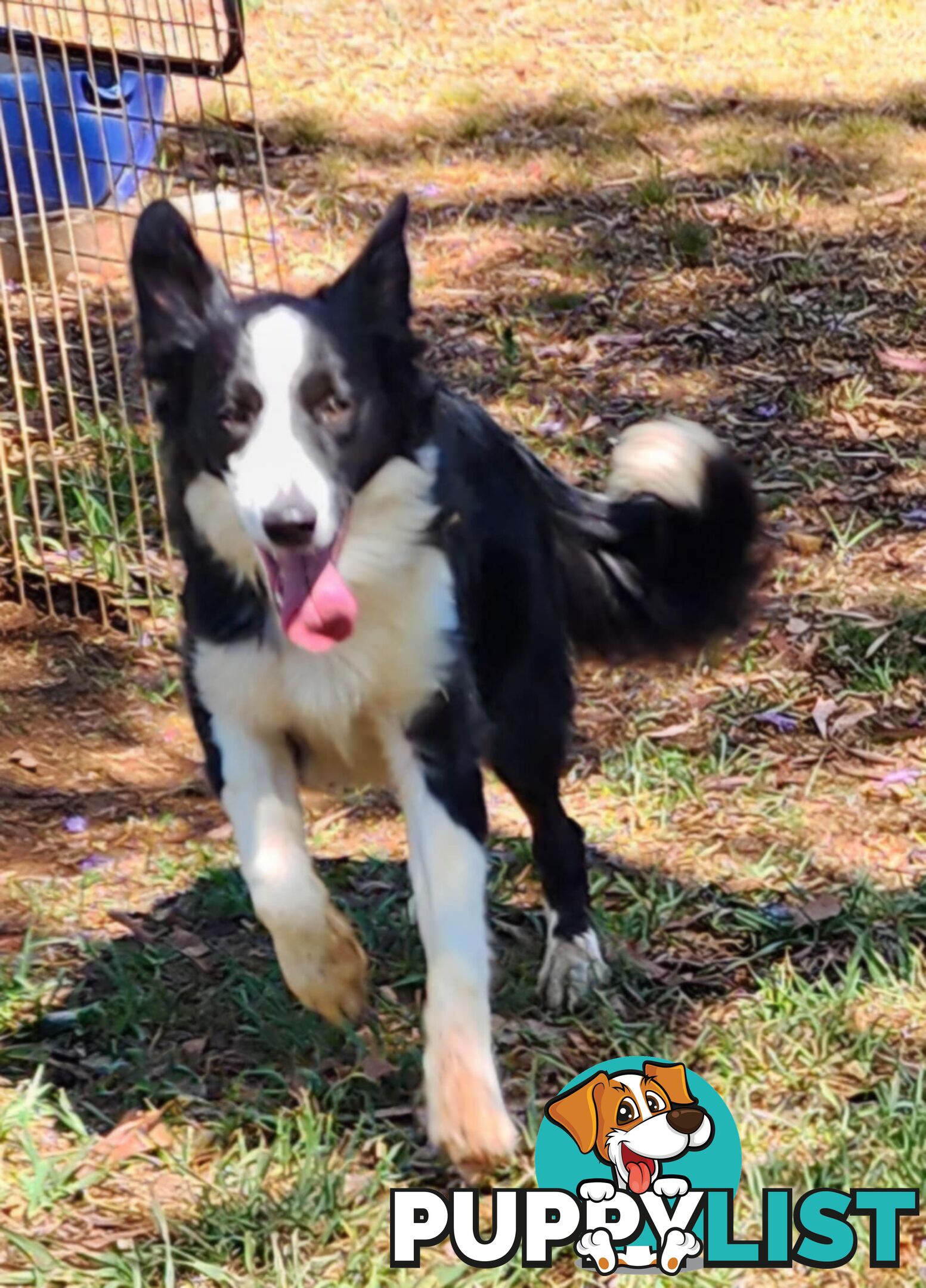 PUREBRED BORDER COLLIE PUPS