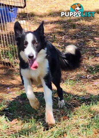 PUREBRED BORDER COLLIE PUPS