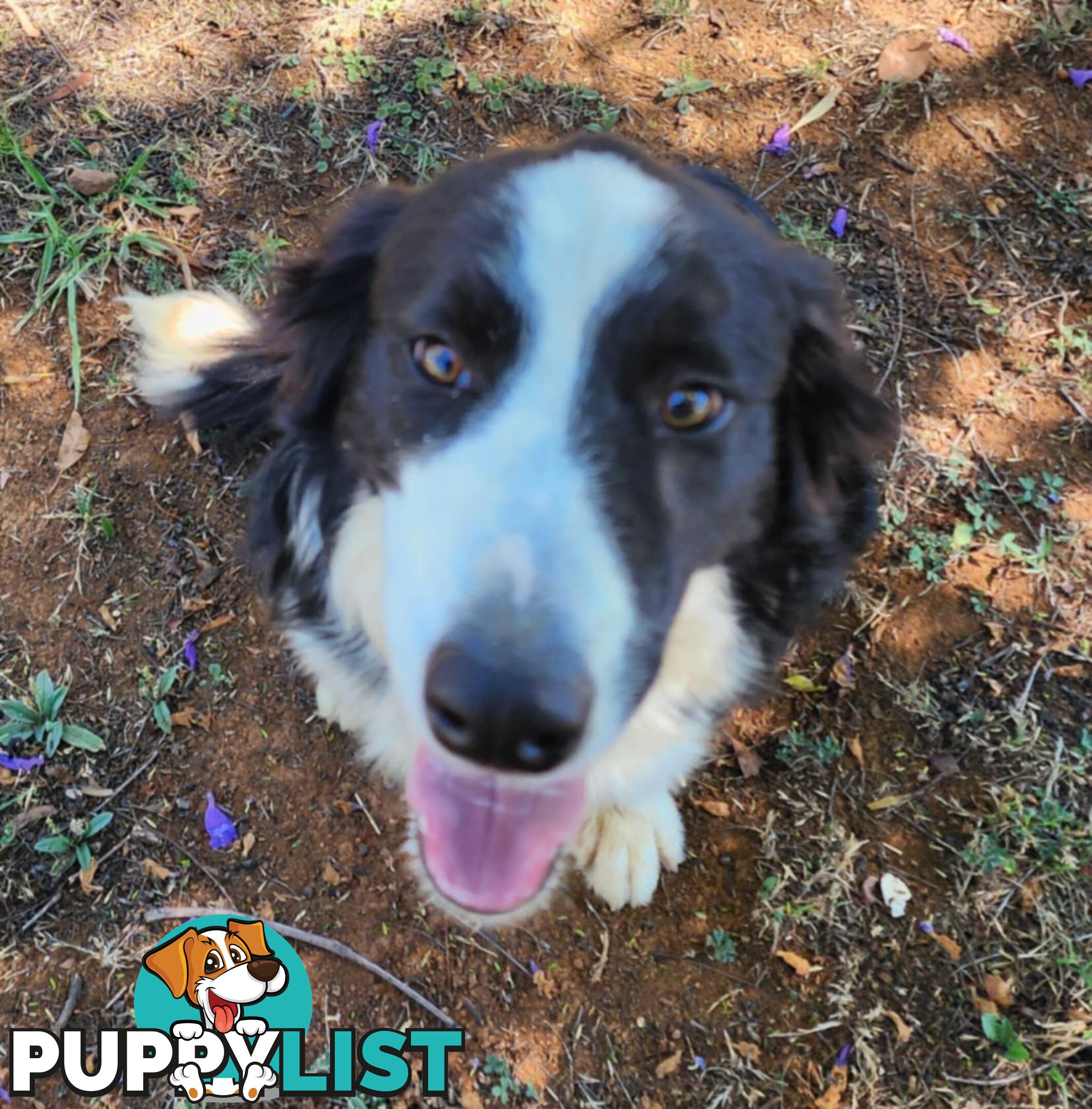 PUREBRED BORDER COLLIE PUPS