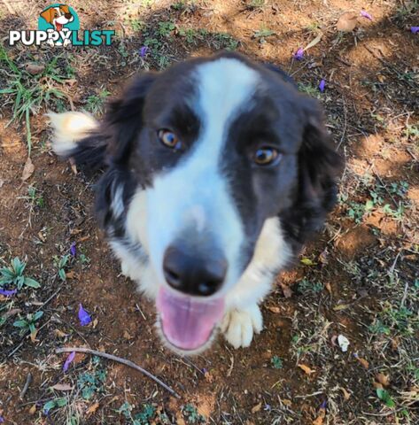 PUREBRED BORDER COLLIE PUPS